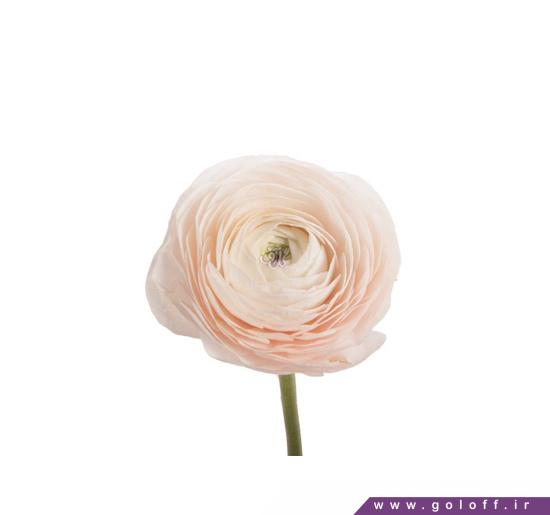 خرید اینترنتی گل طبیعی - گل آلاله شادان - Ranunculus | گل آف